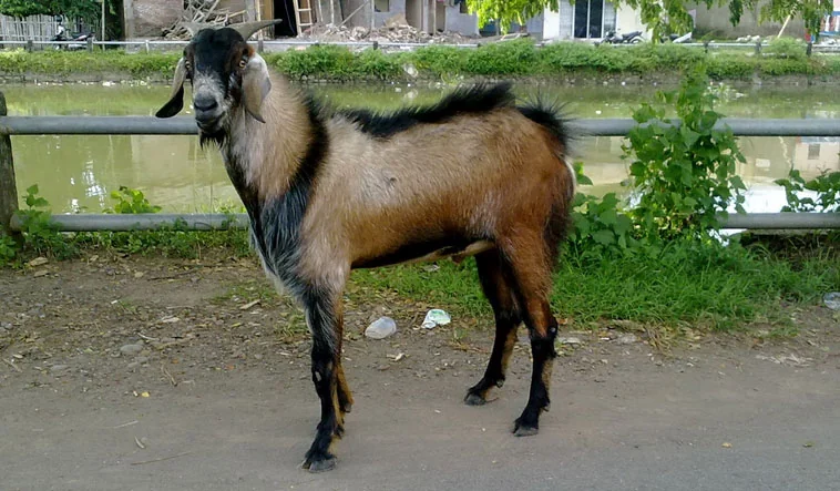 Harga kambing aqiqah2